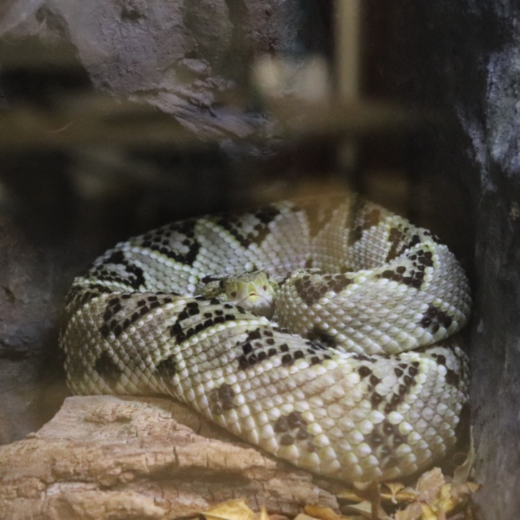 El 10 de febrero culmina expo de reptiles en el Zigzag