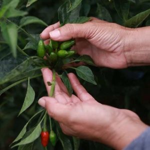 Impulsan producción de chile chiltepín entre mujeres rurales de Zacatecas